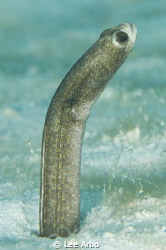 Garden eel at the "Invisibles" in Bonaire by Lee Arbo 